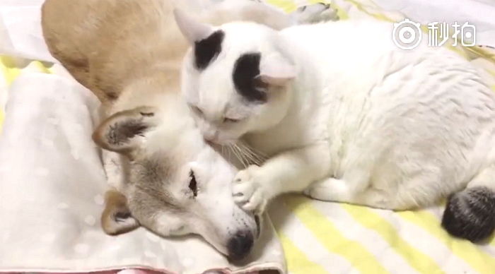 치매 걸려 아기된 오빠 강아지 살뜰히 보살피는 동생 고양이