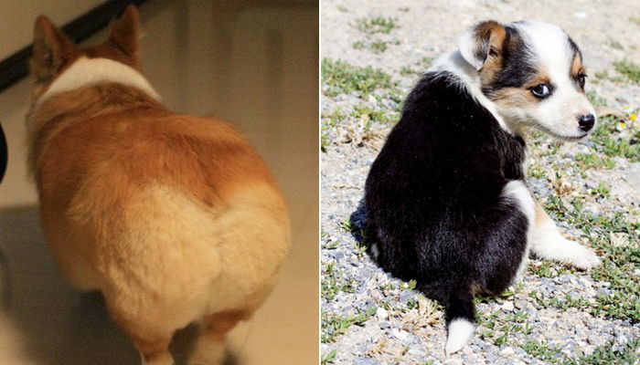 우리 집 ‘댕댕이’가 내 얼굴에 엉덩이 들이대는 이유 (영상)