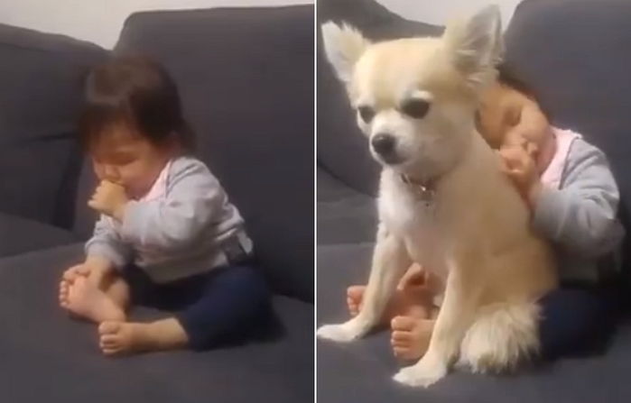 ‘꾸벅꾸벅’ 조는 아기 쓰러질까봐 자신의 등 내어준 댕댕이 (영상)