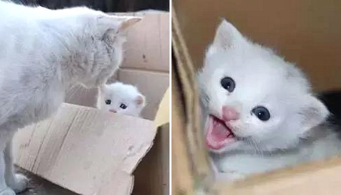 사람들이 준 음식 입도 안대고 새끼에게 가져다 먹인 어미 고양이