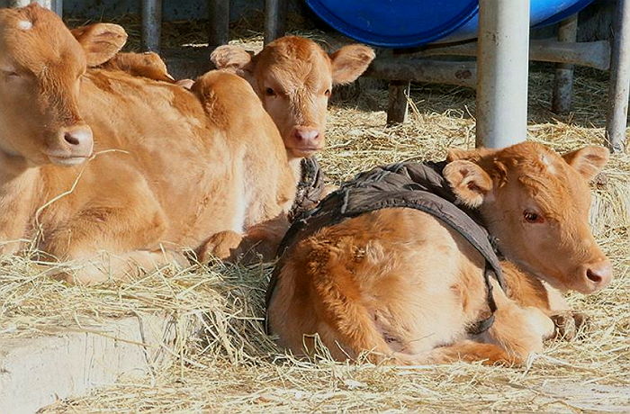 “아이 따듯해♥”…최강 한파에 ‘패딩’ 선물 받은 송아지들