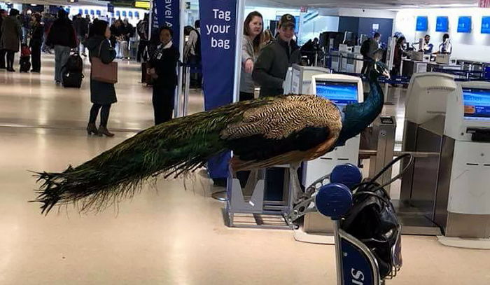 공항에 있던 사람들 ‘멘붕’에 빠뜨린 날개 길이만 55cm인 공작새
