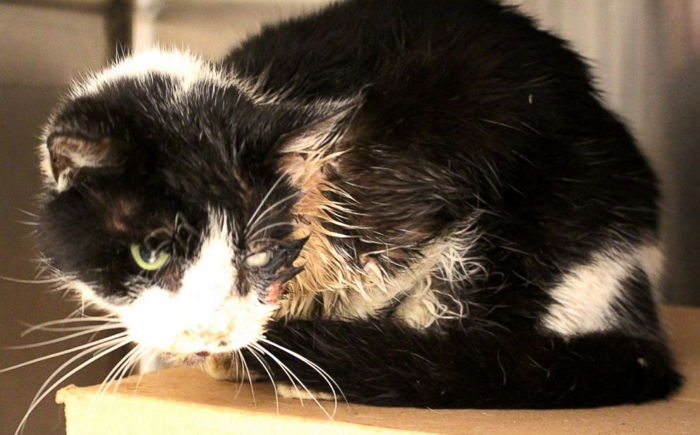 5일 전 내 손으로 땅에 묻은 반려묘가 다시 살아 돌아왔다