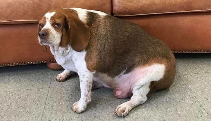 안락사 시키라며 주인에게 버려진 ‘31kg’ 초고도비만 비글의 충격적인 변화