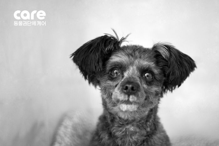 동물권단체 케어, ‘개 입마개 의무화 논란’ 국회에서 긴급 토론회 연다