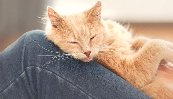 고양이가 매일 ‘집사’ 뒤를 졸졸 쫓아다니며 몸을 ‘비비는’ 이유