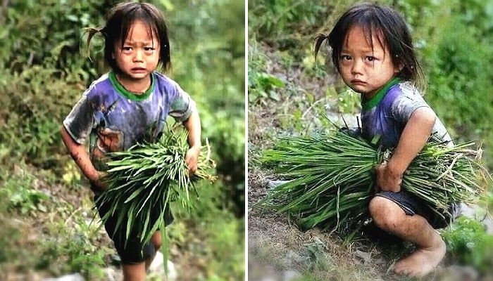 부모님 도우려 ‘맨발’로 소 먹일 여물 베다 힘들어 ‘주저앉은’ 4살 소녀