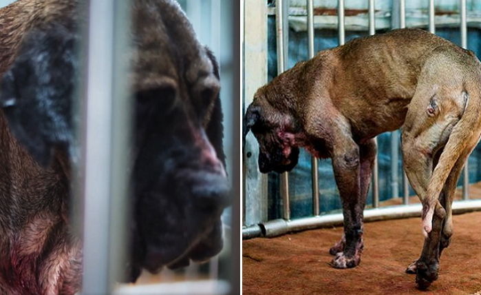 “친구를 죽이지 않으면 내가 죽는다” 피 철철 흘리며 싸움하는 투견 (영상)