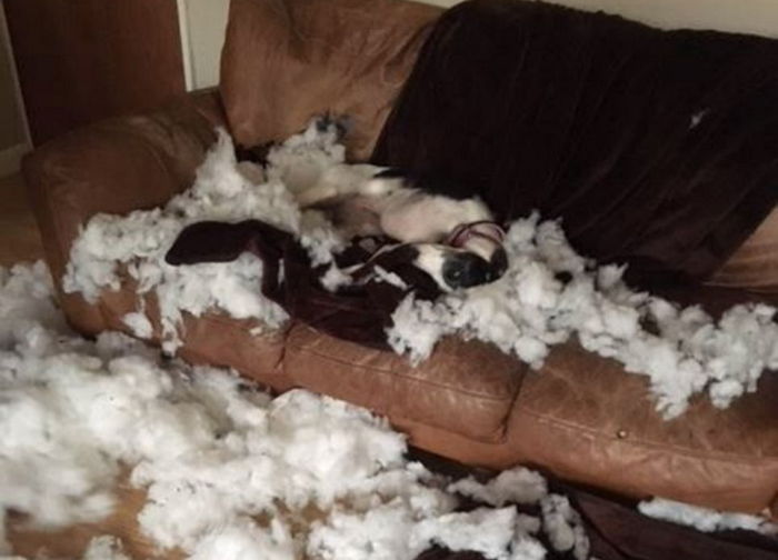 ‘230만원’짜리 비싼 소파 물어뜯고 솜털에서 당당히 꿀잠자는 댕댕이