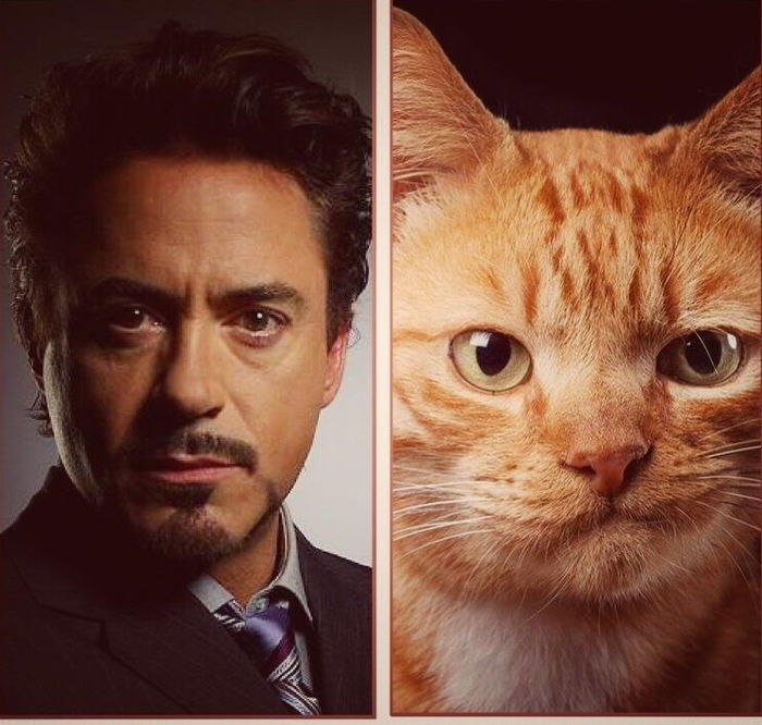 “냥벤져스가 지구를 구한다”…냥이 펀치 날리는 ‘어벤져스: 인피니티 워’ 고양이 버전