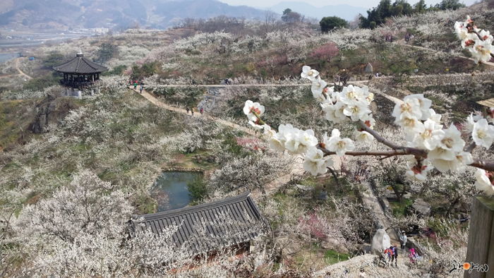 지리산하동 ‘광양매화축제 패키지’ 선보인 켄싱턴리조트