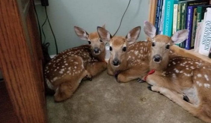 폭풍우 전 ‘천둥·번개’치자 무서워 집에 몰래 들어와 숨은 아기 사슴 3형제