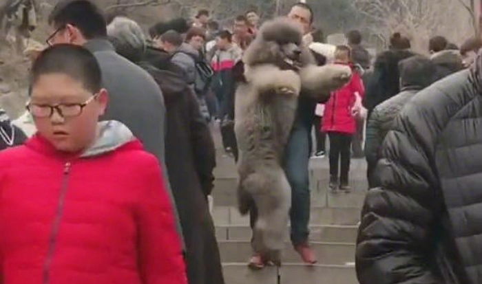 등산 갔다가 힘들다며 아빠 품에 안겨서 내려온 ‘35kg’ 초대형 푸들