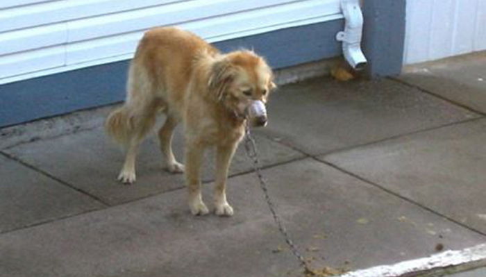 주인이 입 ‘테이프’로 꽁꽁 묶은 뒤 숨 막혀 바닥에 털썩 쓰러진 강아지