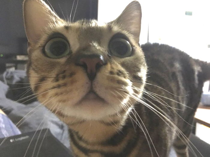 “맛동산 치우면서 행복해져”···우울증으로 고생하던 사람이 고양이 입양한 사연