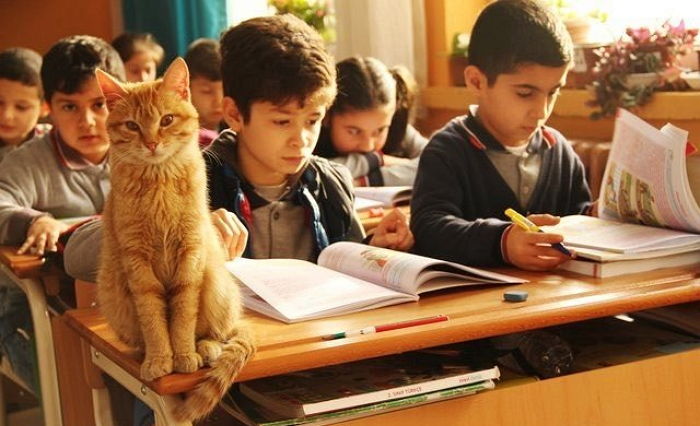 “냥이 보고 싶어요”…교실서 쫓겨난 길냥이 위해 교육청에 편지 써 보낸 아이들