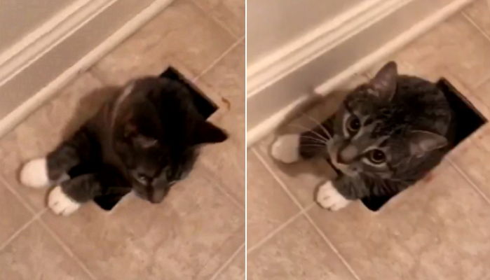 화장실 배수구에서 고양이 튀어나와 ‘강제 집사’된 여성 (영상)