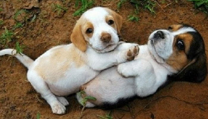 수컷 강아지는 암컷 강아지와 싸울 때마다 일부러 져준다