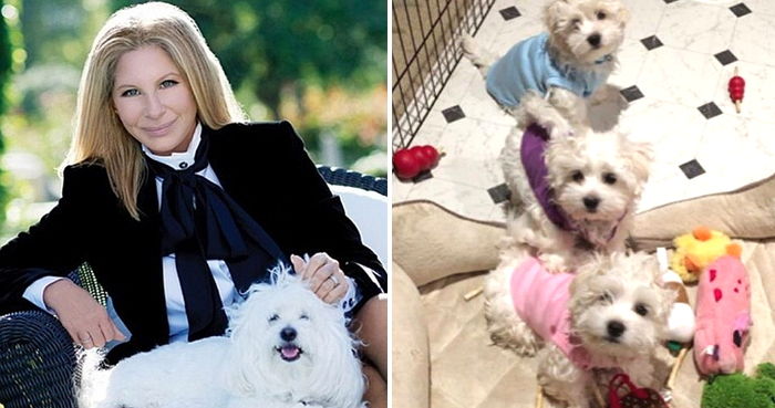 14살 된 반려견 세상 떠날까 두려워 ‘복제견’ 만들어 입양한 여성