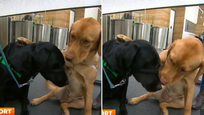 ‘첫 출근’에 군기 바짝 든 후배 등 토닥여주며 위로한 선배 도우미견