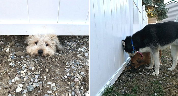 옆집 친구 너무 보고싶어 ‘땅굴’ 파는데 성공한 ‘파피용’ 멍멍이
