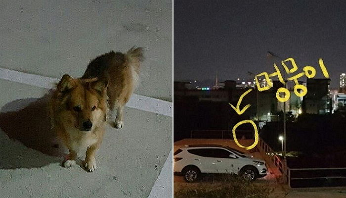 “요양병원 주차장을 3년째 떠도는 멍멍이를 살려주세요”