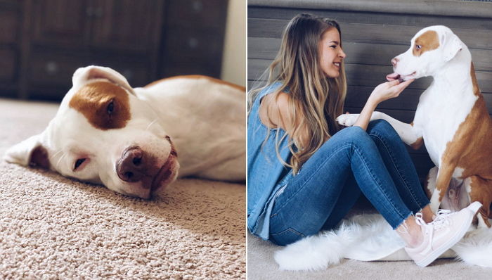 주인이 깜빡하고 놓고 간 과자 봉지에 얼굴 넣었다가 ‘질식’해 숨진 반려견