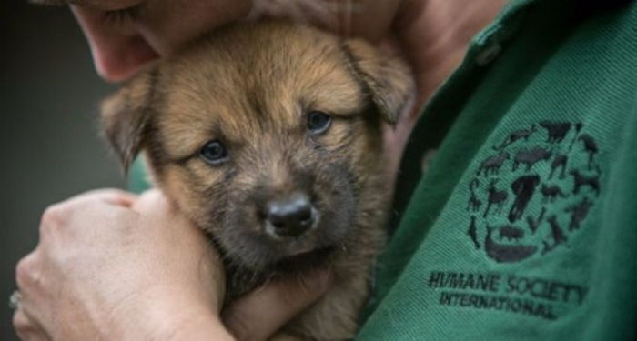 “1년에 200만마리”…언제 식용 목적으로 도살될지 몰라 ‘벌벌’ 떠는 강아지들
