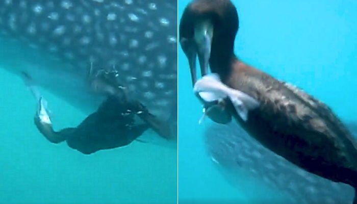 겁도 없이 거대 상어에게 다가가 물고기 낚아챈 가마우지 (영상)