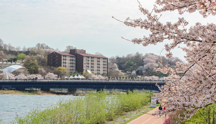 만개한 벚꽃을 감상할 수 있는 여행 패키지 선보인 켄싱턴 리조트