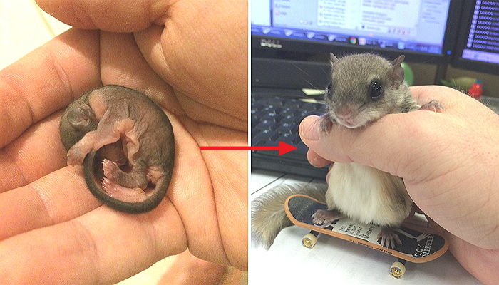 “길에서 구조한 ‘꼬물이’가 귀요미 날다람쥐로 자랐어요”