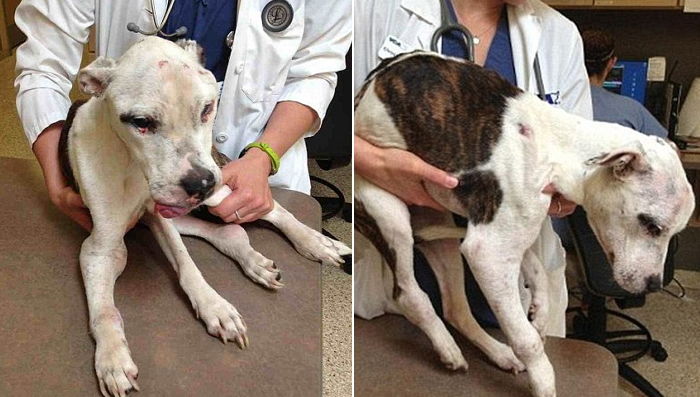 끔찍하게 학대당한 강아지 본 수의사는 눈물 흘리며 안락사를 택했다