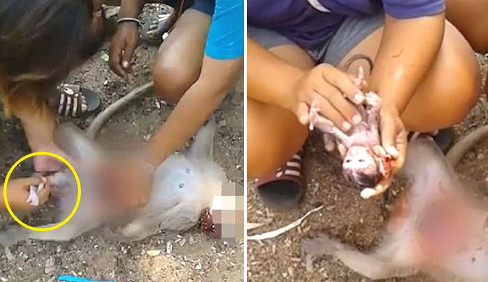 ‘로드킬’ 당해 숨진 원숭이 임신 눈치채고 ‘제왕절개’로 배 속 아기 구해낸 여성