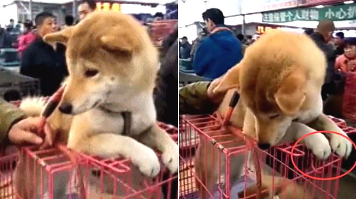 ‘개고기 시장’서 새끼들 팔릴까 걱정돼 철장 ‘움켜쥐고’ 놓지 않는 어미 강아지