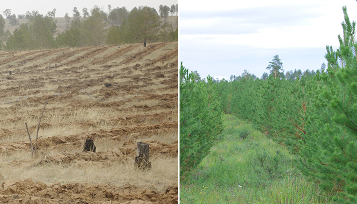 국민건강 위해 15년 전 몽골에 나무 심은 한국 기업이 공개한 사진 6장