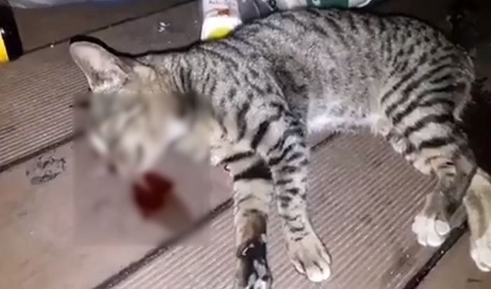 길고양이 폭행 후 숨지자 쓰레기통에 버린 보안업체 직원