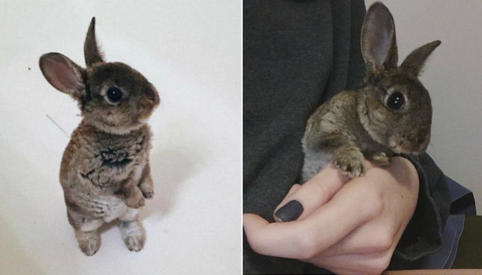 한 손에 쏙 담길 만큼 작은 아기 토끼의 ‘지구 뿌셔’ 비주얼 (영상)