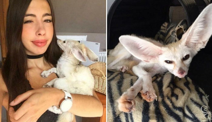 채식 다이어트 시킨다고 풀만 먹여 비쩍 마른 ‘육식동물’ 사막여우