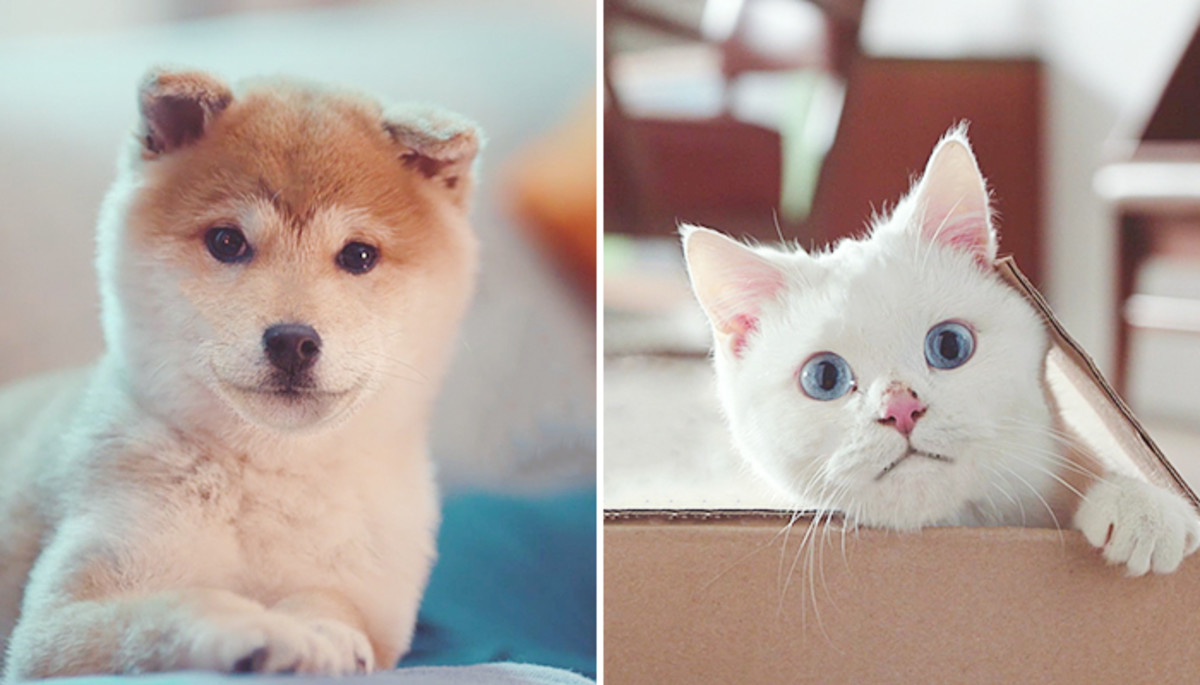 ‘집사’라면 꼭 알아야 할 품격 있는 견생을 위한 ‘풀서비스’