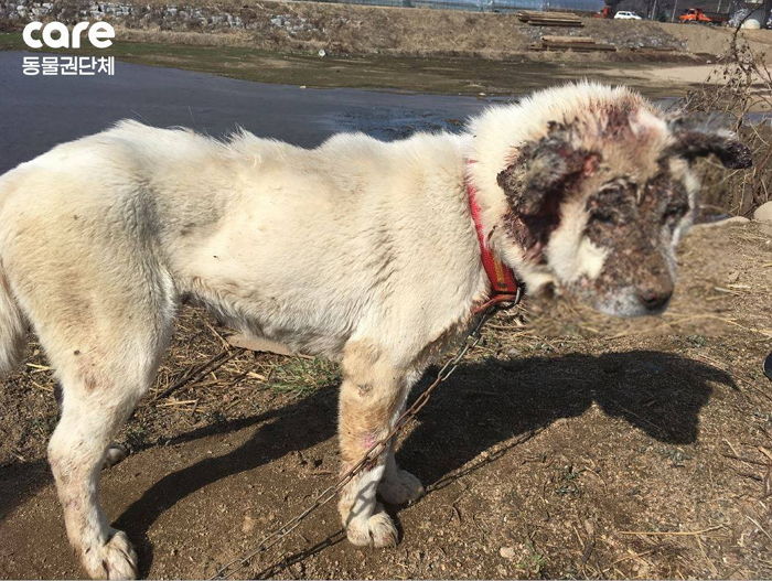 “얼굴 썩은 채 주인에게 버림받은 백구 봉선이를 도와주세요”