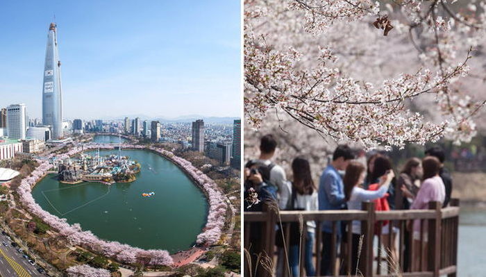 앞으로 일주일 뒤면 볼 수 있는 ‘핑크빛 벚꽃’ 만개한 석촌 호수 풍경