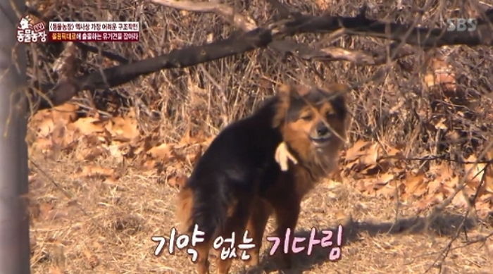 자신 버린 주인 찾기 위해 올림픽대로 못 떠나는 유기견 (영상)