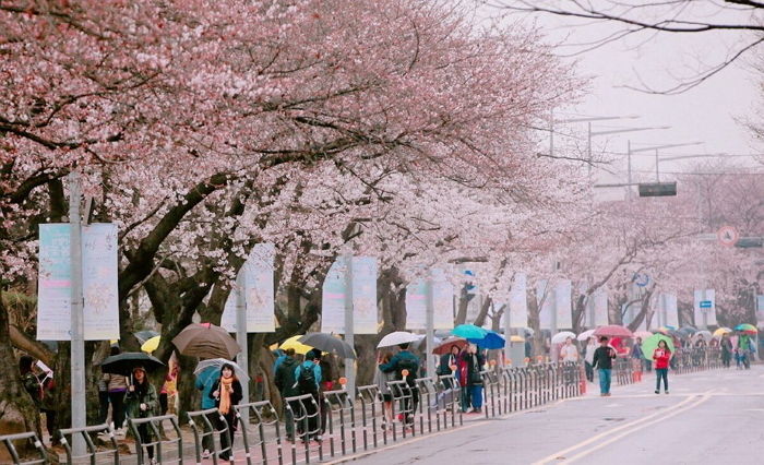 7 Festival Musim Semi Paling Seru Dan Wajib Dikunjungi Di Korea Selatan