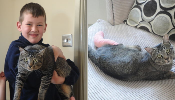 “죽은 줄 알고 땅에 묻어줬던 고양이가 살아서 돌아왔어요”