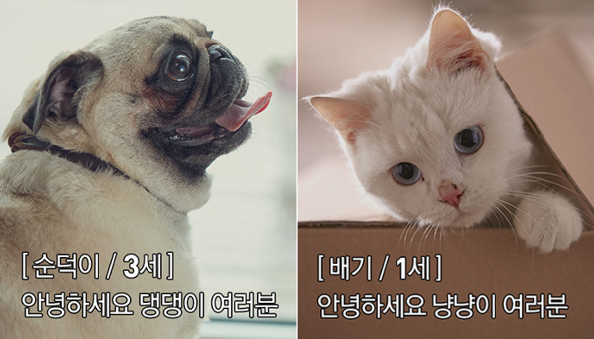 “댕댕이, 냥냥이 여러분! 숨겨왔던 심쿵 미모 자랑해보세요”