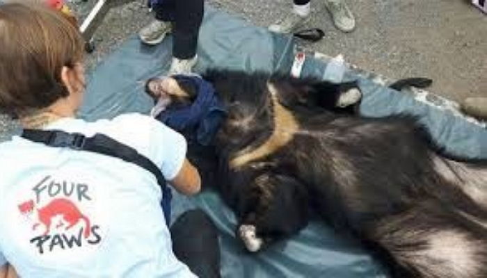 ‘쓸개즙’ 채취하는 직원에게 저항하다가 앞다리까지 잘린 곰