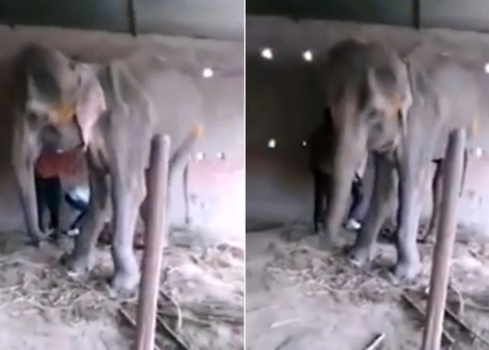 끔찍한 학대로 목숨 잃은 아기 코끼리의 마지막 모습 (영상)