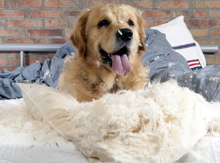 우리 집 댕댕이가 틈만 나면 ‘바닥’이나 ‘침대 이불’을 긁어대는 이유