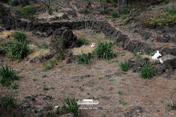 제주도 놀러 간 관광객들 눈물 흘리게 만든 돌무덤 옆 ‘짱구 흰둥이 인형’