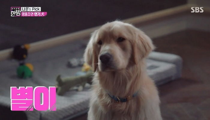 난생처음 연기한 드라마서 출연료 ‘3천만원’ 받은 인절미 댕댕이